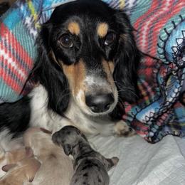 LJ - Dachshund