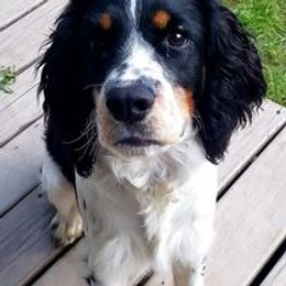 English Springer Spaniel Puppies from Ledge N' Tree English Springer Spaniels