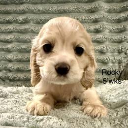 Rocky - Cream male Cocker Spaniel puppy in Sumter, South Carolina from Cocker Eclipse In Home Kennel