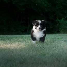 Border Collie Puppies from Fasstari Border Collies