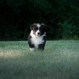 Border Collie Puppies from Fasstari Border Collies