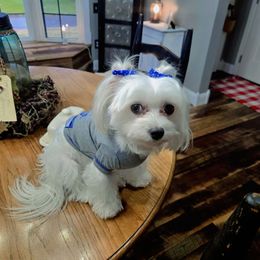 Ashley - Maltese