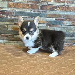 Girl 4 - Black and tan female Pembroke Welsh Corgi puppy in Visalia, California from VIP Stables