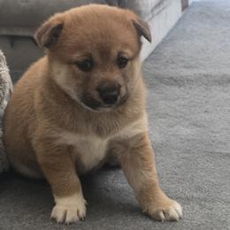 Chip- Red Collar - Red female Shiba Inu puppy in Windermere, Florida from Priscilla's Shiba Inus