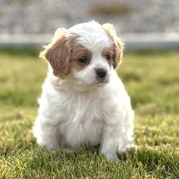 Dill - Blenheim male Cavapoo puppy in Kennewick, Washington from The Little Park Farm