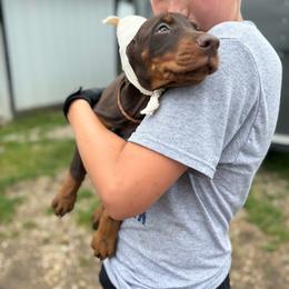 Heiress - Red and rust female Doberman Pinscher puppy in Aplington, Iowa from Royal Dynasty Dobermann Kennel