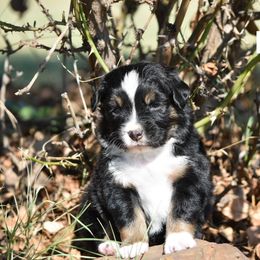 BTF 2 - Black tri female Toy Australian Shepherd puppy in Joshua, Texas from Double M Toy and Mini Aussies