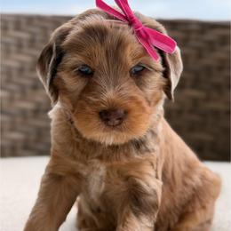 Darla - Merle female Goldendoodle puppy in Blanchard, Oklahoma from Dream Doodles by Dondi