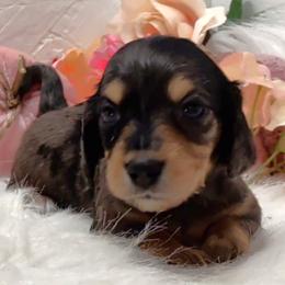 Girl 3 - Dapple female Dachshund puppy in Mt. Sterling, Illinois from Doxie Do's