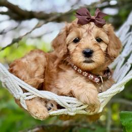 Brown - Red  female Goldendoodle puppy in Hesperia, Michigan from Red Acres Poodles & Doodles