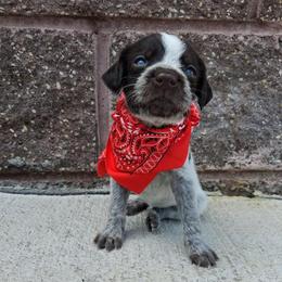 Girl 3 - Liver and white female German Wirehaired Pointer puppy in Potosi, Wisconsin from Point and Flush Gun Dogs