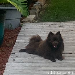 Chewy - Pomeranian