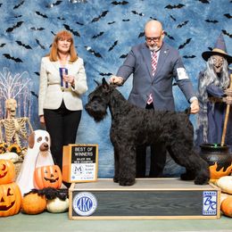 Tripp - Giant Schnauzer