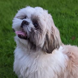 Shih Tzus from Jackie Lange's Shih Tzus