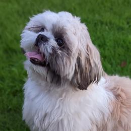 Shih Tzus from Jackie Lange's Shih Tzus