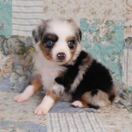 Tenderheart - Blue merle male Toy Australian Shepherd puppy in Okeana, Ohio from Fetching Toy Aussies