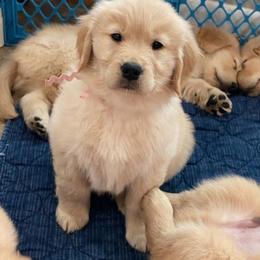 Golden Retriever Puppies from Vixena Golden Retrievers