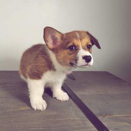 German Shepherd and Pembroke Welsh Corgi Puppies from J&R Shepherds & Corgis