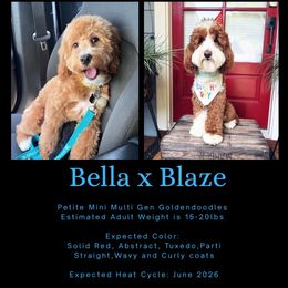 Upcoming litter: READ DESCRIPTION - Red  female Goldendoodle puppy in Fort Myers, Florida from Gandy’s Tails of Joy