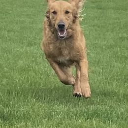 Golden Retriever Puppies from Mountain View Farms - World Class Golden Retrievers