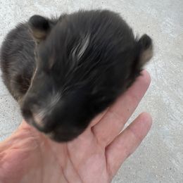 Snip - Black white and tan male Shetland Sheepdog puppy in Kerville, Texas from Cedar Hill Kennels