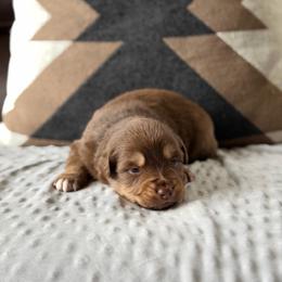 Cadbury - Red tri male Miniature Australian Shepherd puppy in Cody, Wyoming from Quartz Creek Aussies