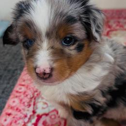 Blue - Blue merle male Miniature Australian Shepherd puppy in Norco, California from Joyfulpuppies