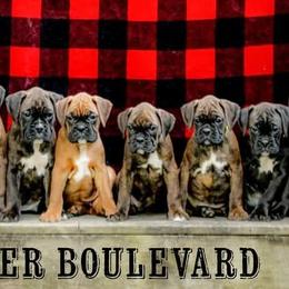 Boxer Puppies from Boxer Boulevard