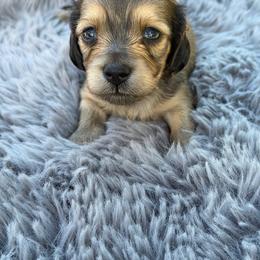Yam - Cream female Dachshund puppy in Sebring, Florida from Mini Weenies