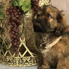 Biewer Terriers, Cavalier King Charles Spaniels, Cavatzus, and Shih Tzus from Rocky Oak Cavaliers & Biewer Terriers LLC