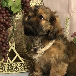 Biewer Terriers, Cavalier King Charles Spaniels, Cavatzus, and Shih Tzus from Rocky Oak Cavaliers & Biewer Terriers LLC