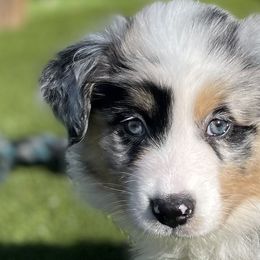 Girl 1 - Australian Shepherd puppy in Perkasie, Pennsylvania from Kid’s Kingdom Australian Shepherds