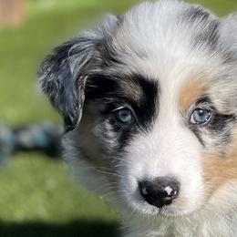Girl 1 - Australian Shepherd puppy in Perkasie, Pennsylvania from Kid’s Kingdom Australian Shepherds