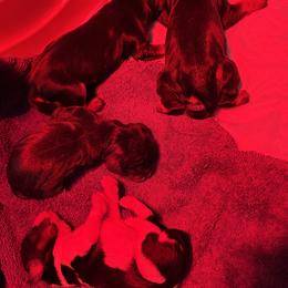 Cavalier King Charles Spaniel puppies from Royal Country Cavaliers of Missouri