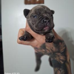 Lilac sable - Blue male Great Dane puppy in Norwalk, Ohio from Swanger Danes