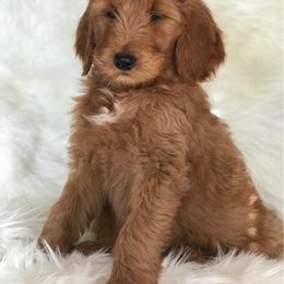 Goldendoodle and Whoodle Puppies from Deb’s KY Doodles