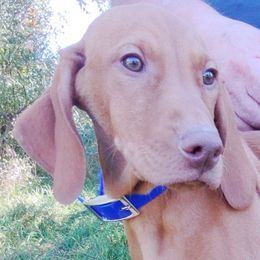 Vizslas from Shadow Creek Kennel