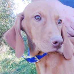 Vizslas from Shadow Creek Kennel