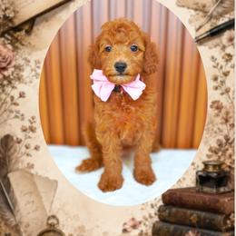 Fable - Red  female Goldendoodle puppy in Norcross, Georgia from Teddy Puppies