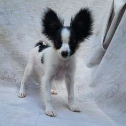 Boy 2 - White black and tan male Papillon puppy in Lineville, Alabama from TimberLane Papillon's