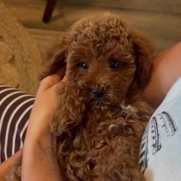 Berry - Red male Assorted Doodle Crosses puppy in Yuba City, California from Lucky Day Doodles
