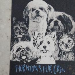Biewer Terriers, Goldendoodles, Shih Tzus, and Yorkshire Terriers from Thorntons Fur Crew