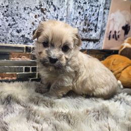 Winter - Fawn sable male Havanese puppy in Deer Park, Washington from Mt. Top Havanese