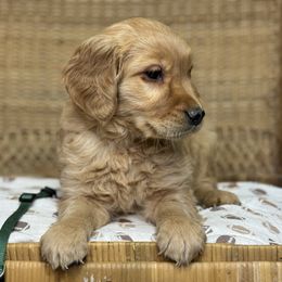 Mr Green - Dark golden male Golden Retriever puppy in Tonasket, Washington from Denzil’s Goldens
