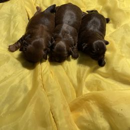 Max - Red Shih Tzu puppy in Clarksburg, West Virginia from 007 ShihTzu Acre