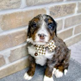 Ralphie - Tri Merle - Merle male Bernedoodle puppy in Bowling Green, Ohio from Windy Creek Doodles