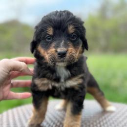 Girl 2 - Tri-color female Bernedoodle puppy in Montrose, Michigan from Livy’s Doodles