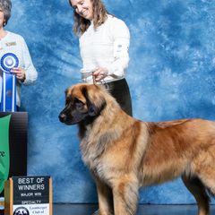 Cozy - Leonberger