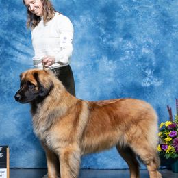 Cozy - Leonberger