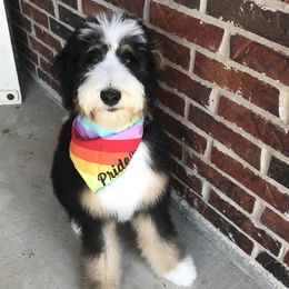 Tulli - Bernedoodle